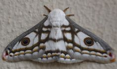 a large white and brown moth sitting on the side of a wall with it's eyes open