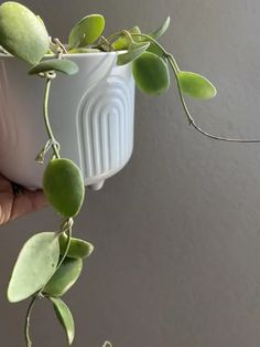 a plant with green leaves in a white pot on a gray wall and someone holding it up