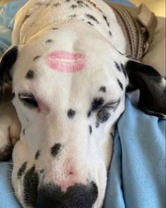 a dalmatian dog laying on top of a blue blanket