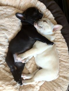 two small dogs cuddle together on a blanket in the shape of a dog bed