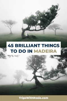 Fanal forest - one of the most amazing things to do in Madeira, surrounded by mist and beautiful laurel trees Madeira Portugal Photography, Madeira Photography, Things To Do In Portugal, Going Off The Grid, Instagrammable Places, Travel Time, Secret Places