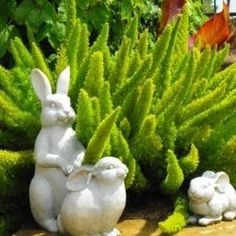 three white rabbits sitting in front of green plants