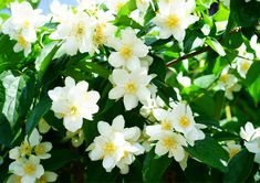 white flowers with yellow stamens are blooming on the tree branch in the sun