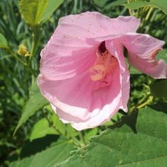 a pink flower with green leaves in the background