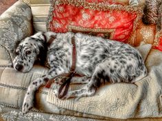 a dalmatian dog laying on top of a couch