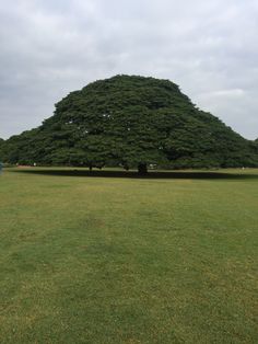 a large green tree sitting in the middle of a field