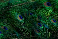 many peacock feathers are arranged together in a row on the ground with their tails spread out