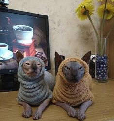 two cats wearing sweaters sit on a table in front of a television with yellow flowers