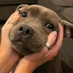 a woman holding a brown dog in her lap and touching it's face with both hands