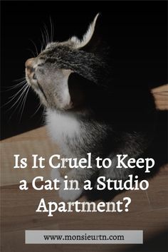 a cat with its mouth open and the words is it cruel to keep a cat in a studio apartment?