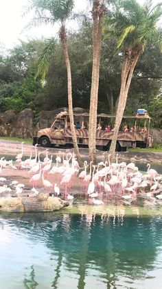 there are many flamingos in the water and one truck is driving behind them with people on it