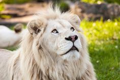 a close up of a white lion laying in the grass