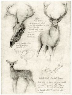 sketches of deer and antelope from the early 19th century