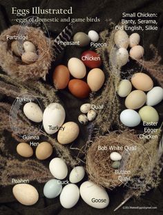 an image of eggs labeled in different languages