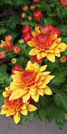 yellow and red flowers with green leaves in the background