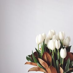 white tulips are arranged in a vase with leaves on the bottom and green stems