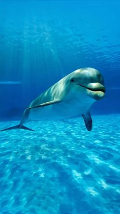 a dolphin swims in the ocean water