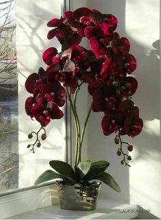 red orchids in a silver vase on a window sill