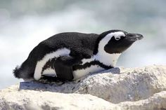 a small penguin sitting on top of a rock