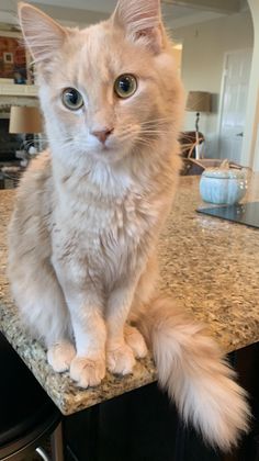 a white cat sitting on top of a kitchen counter