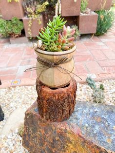 a potted plant sitting on top of a tree stump