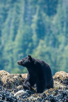 a black bear sitting on top of a rocky hillside