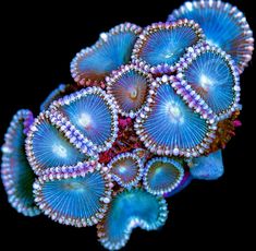 some very pretty blue and purple flowers on a black background with pearls in the center