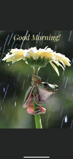 a frog sitting on top of a flower in the rain