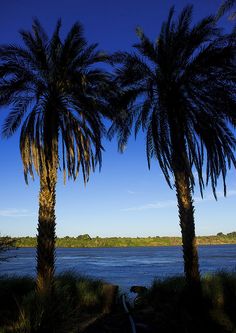 there are two palm trees next to the water and blue sky in the background,