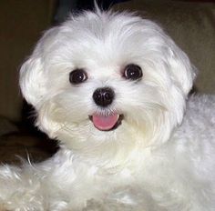 a small white dog laying on top of a couch with its tongue out and it's eyes wide open