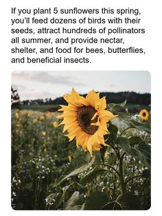 a sunflower with the caption if you plant 5 sunflowers this spring, you'll feed dozens of birds with their seeds