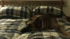 a brown dog laying on top of a bed covered in plaid sheets and pillows next to a window