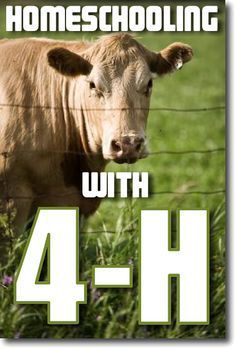 a brown cow standing next to a wire fence on top of a green grass covered field