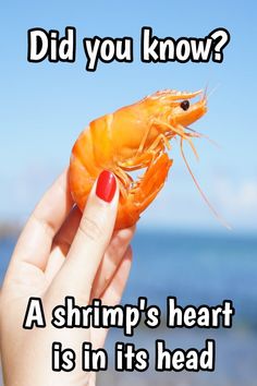 a woman holding up a shrimp with the caption did you know? a shrimp's heart is in its head