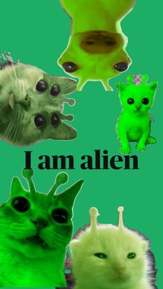 four different colored cats with the words i am alien written below one cat's head