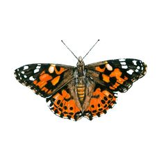 an orange and black butterfly on a white background