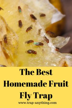 the best homemade fruit fly trap