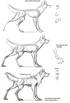 how to draw an animal with different poses and body parts, including the tail and head