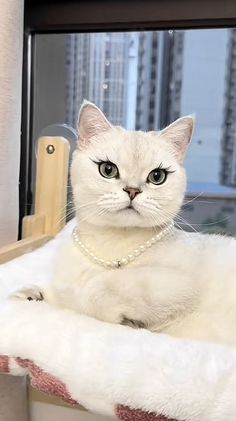 a white cat sitting in a window sill with a pearl necklace on it's neck