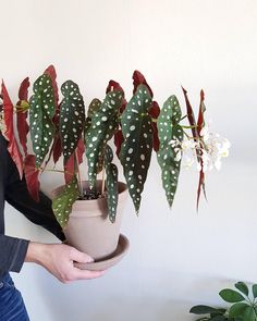 a woman is holding a potted plant with white and green spots on it's leaves