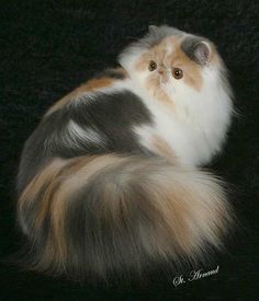 a fluffy cat sitting on top of a black blanket