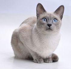 a siamese cat with blue eyes sitting on a white surface looking at the camera