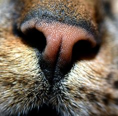 an animal's nose is shown with tiny dots on the top part of it