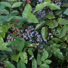 blue berries are growing on the branches of trees