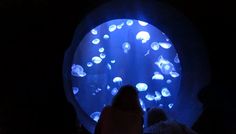 two people standing in front of a blue light tunnel with jellyfish swimming around it