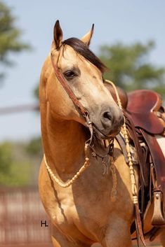 a close up of a horse with a saddle on it's head and neck