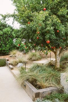 an apple tree with lots of fruit on it in the middle of a courtyard area