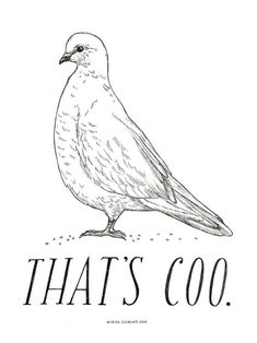 a bird that is sitting on the words that's coo