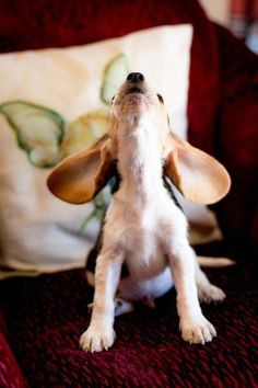 a small dog sitting on top of a red couch next to a white and brown pillow