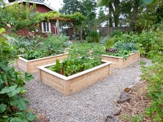 a garden filled with lots of different types of vegetables